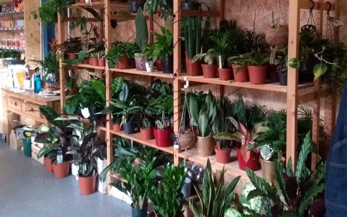 House Plants Shop In Market Harborough Windowsill