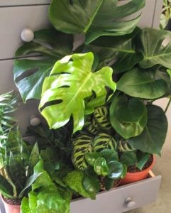 An introduction to houseplants - Market Harborough