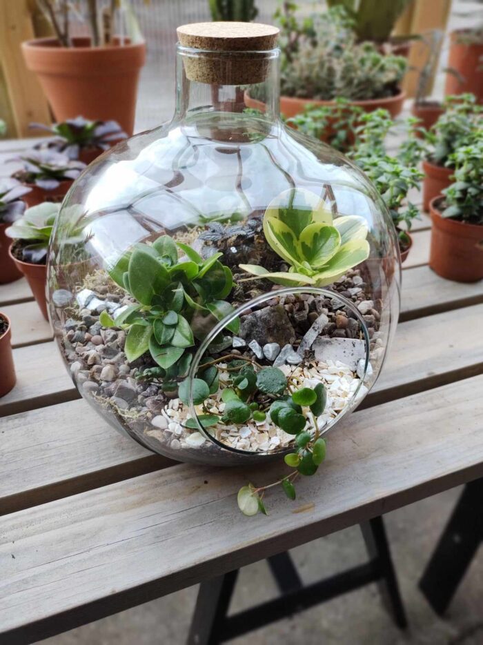 build a terrarium workshop market harborough