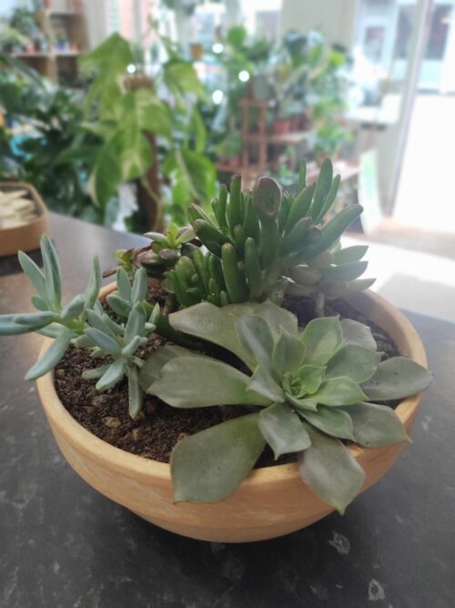 Succulent Garden Bowl